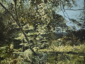 One-Last-Time-the-beech-wood-152-cm-x-123cm-x-5cm-oil-on-canvas-AW