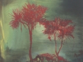 Red Palms