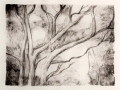 Trees, Walkway Summer, 2018