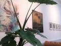 medicine-hinterland-5